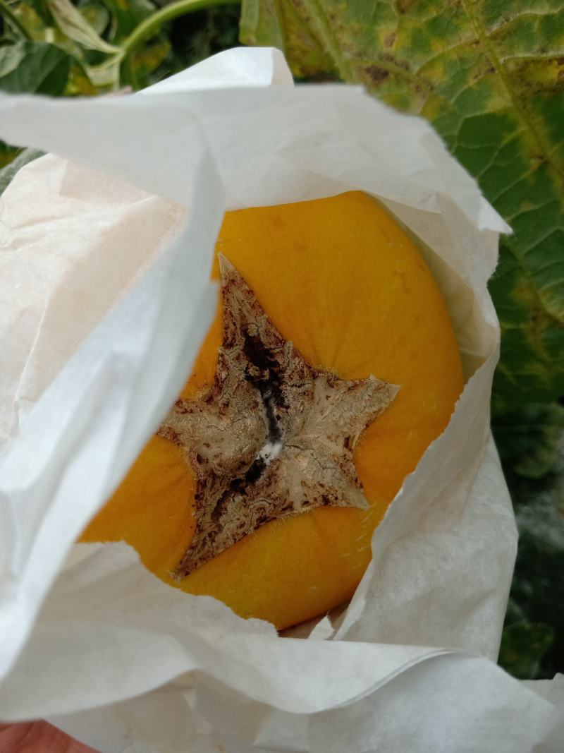 久红瑞头茬暖室瓜，自产自销非诚勿扰，2000斤4斤到6斤