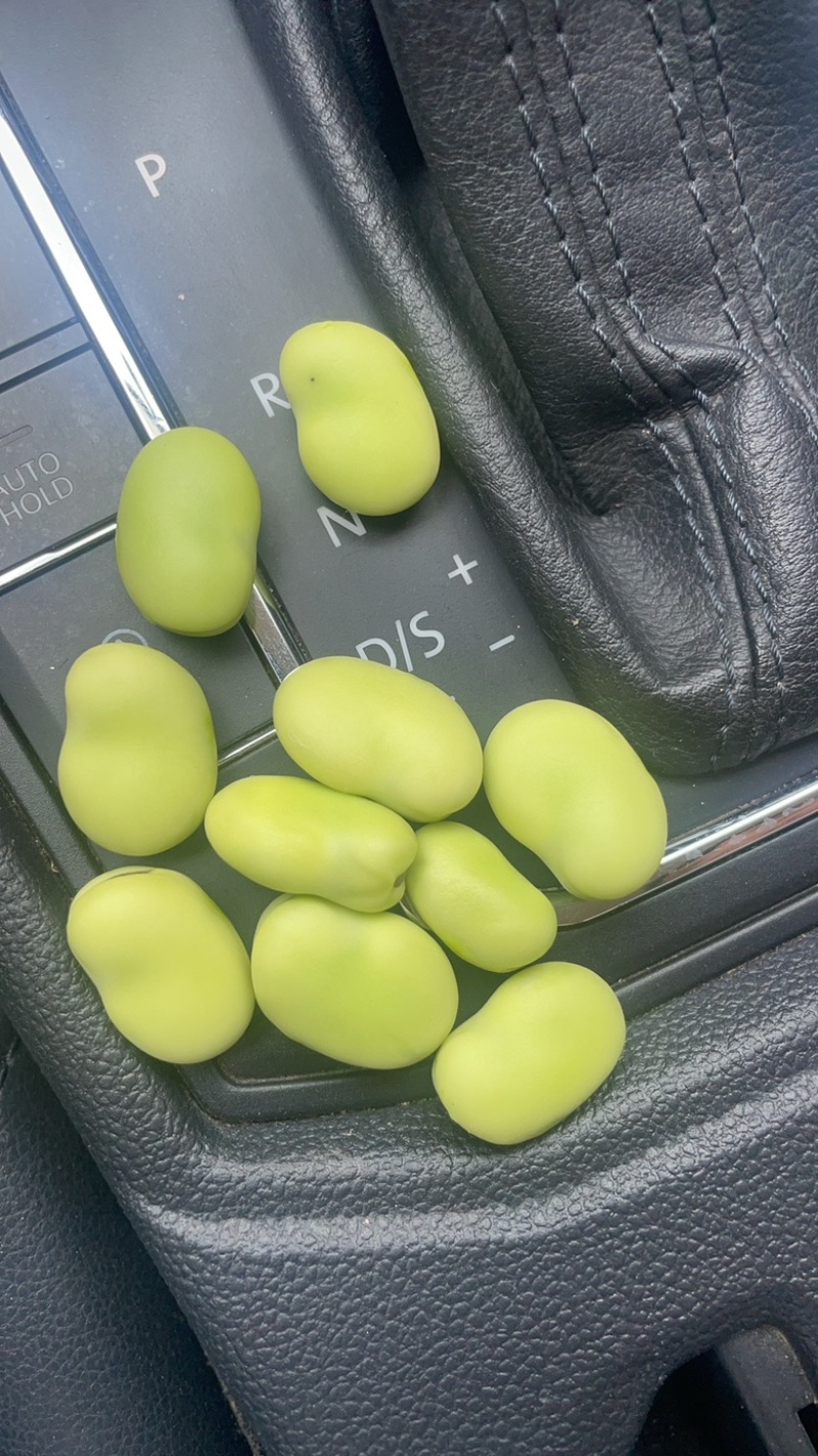 河南蚕豆，南阳蚕豆，