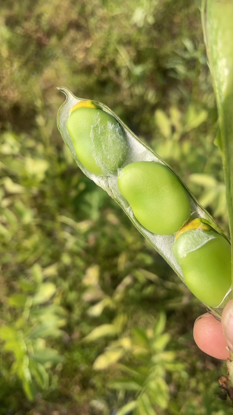 河南蚕豆，南阳蚕豆，