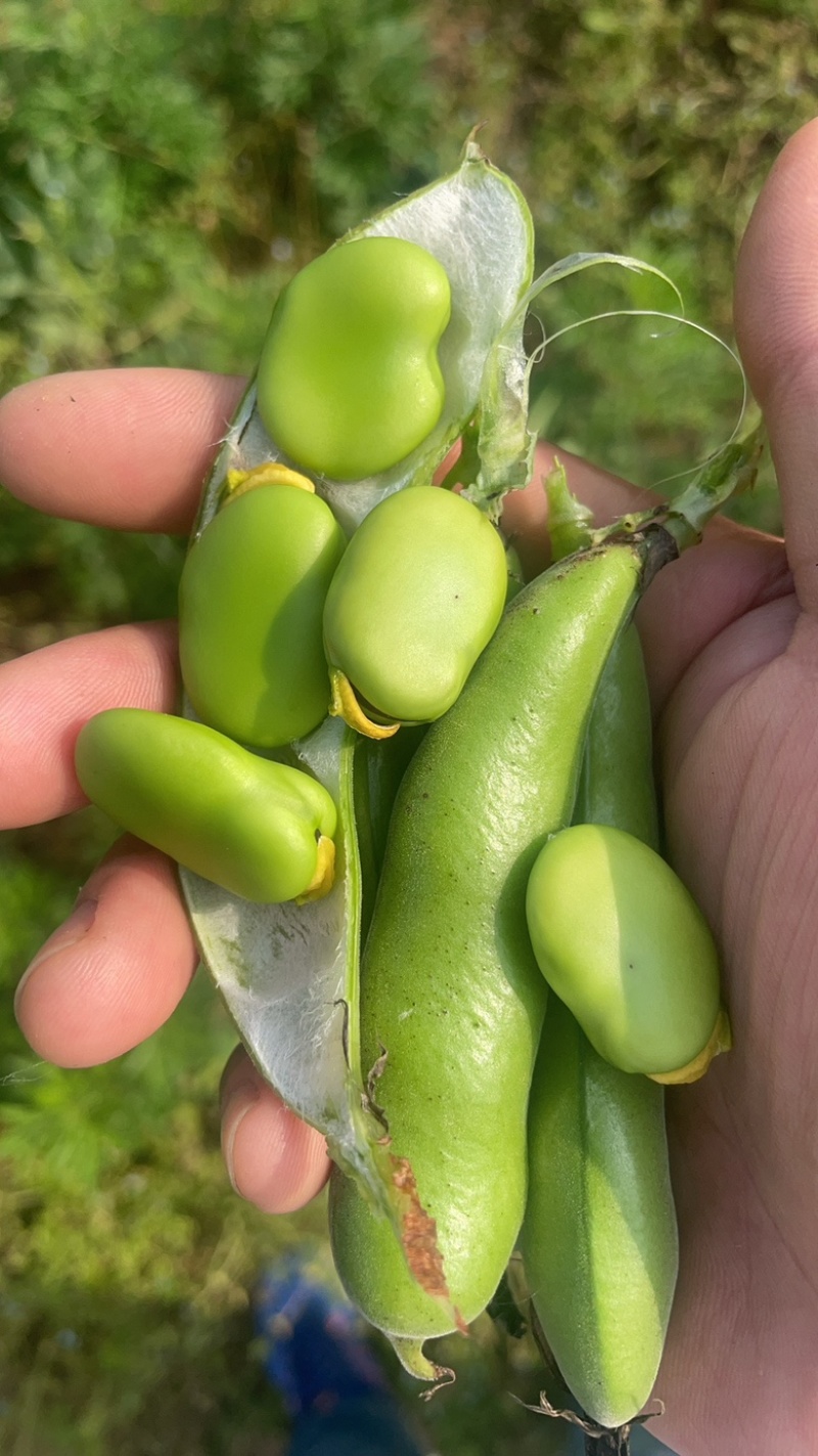 河南蚕豆，南阳蚕豆，