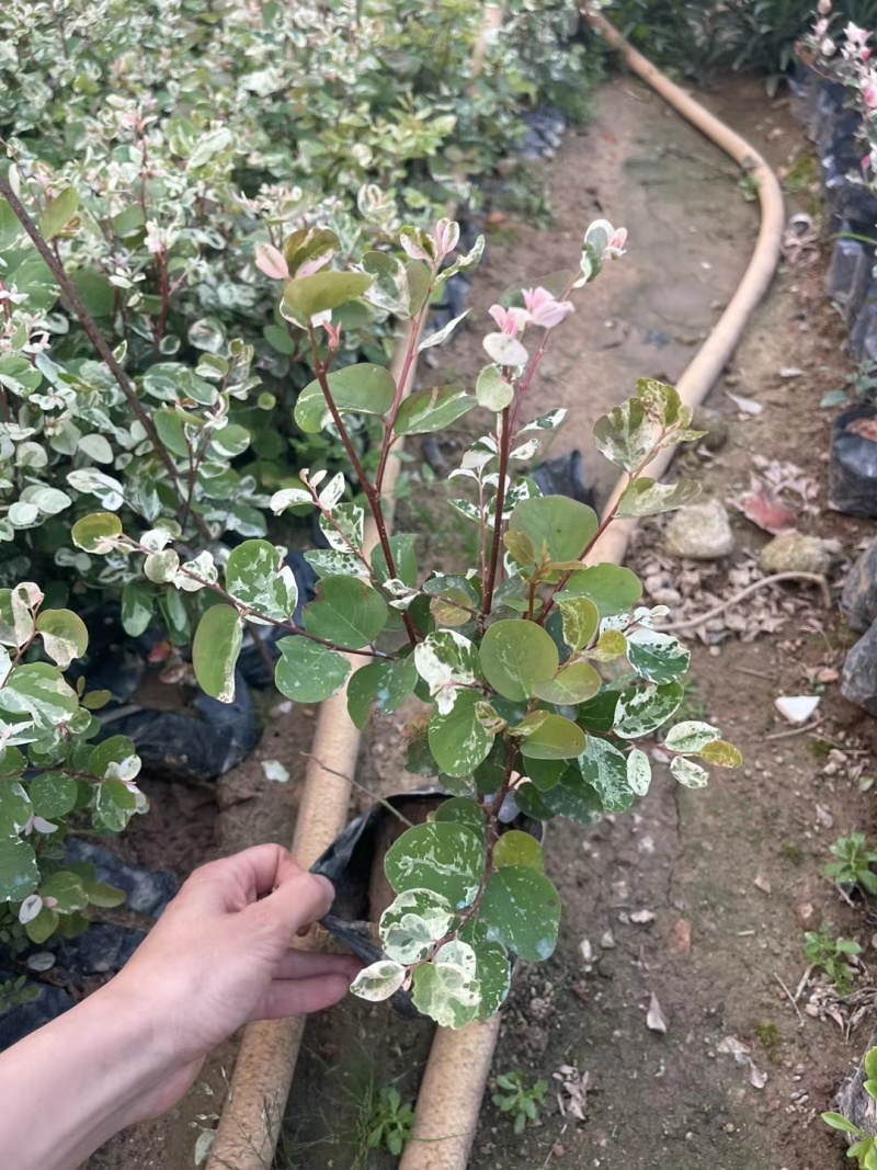 雪花木，白雪公主