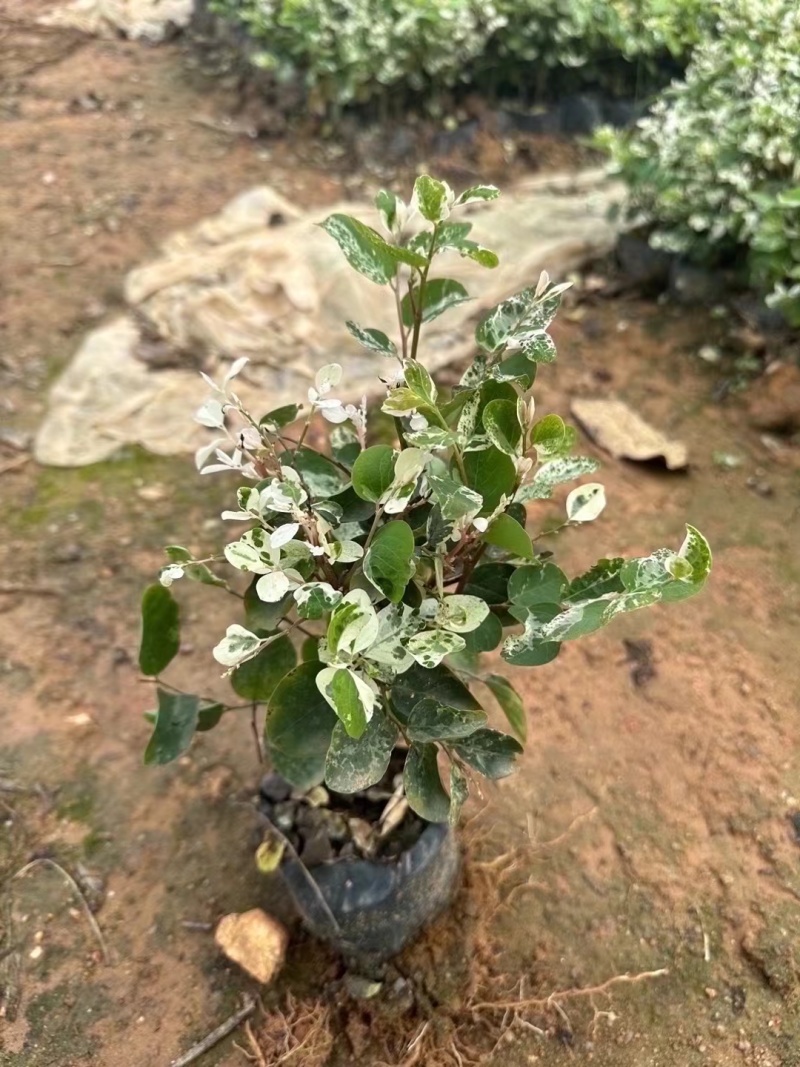 雪花木，白雪公主