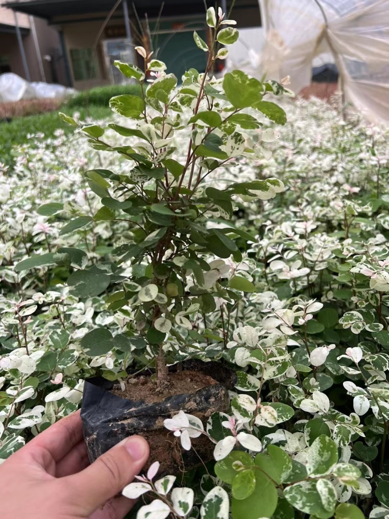 雪花木，白雪公主