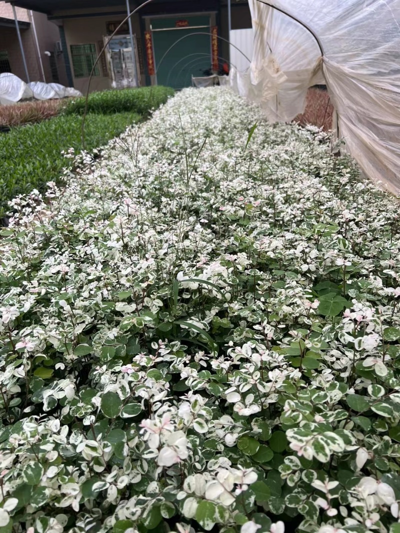 雪花木，白雪公主