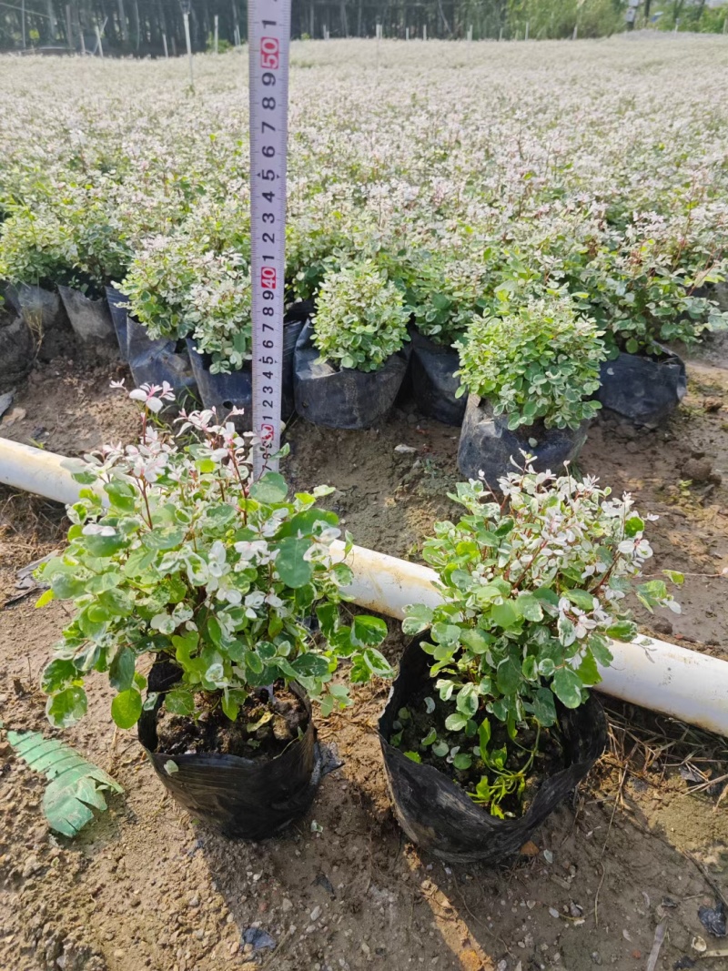 雪花木，白雪公主