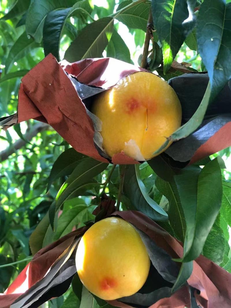山西黄油桃