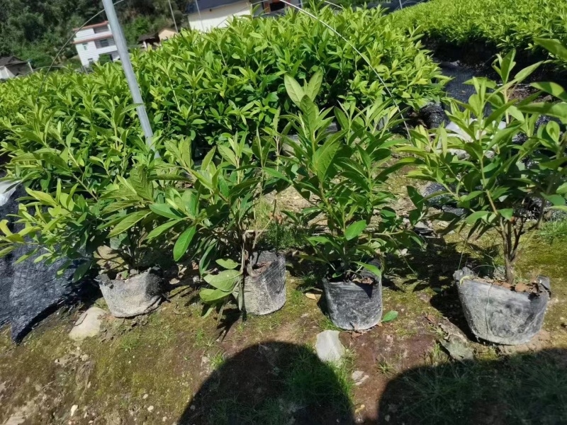 毛杜鹃