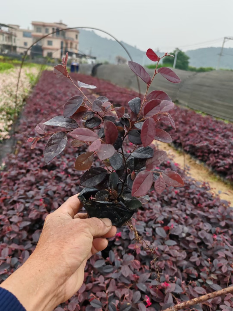 红花继木