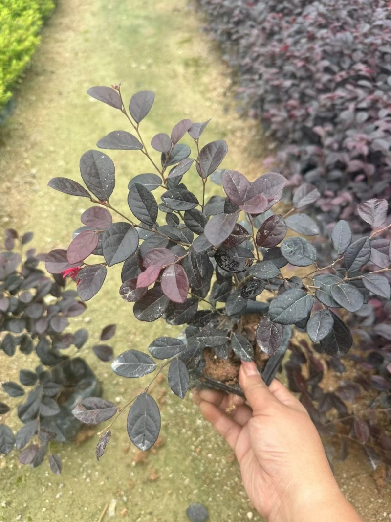 红花继木