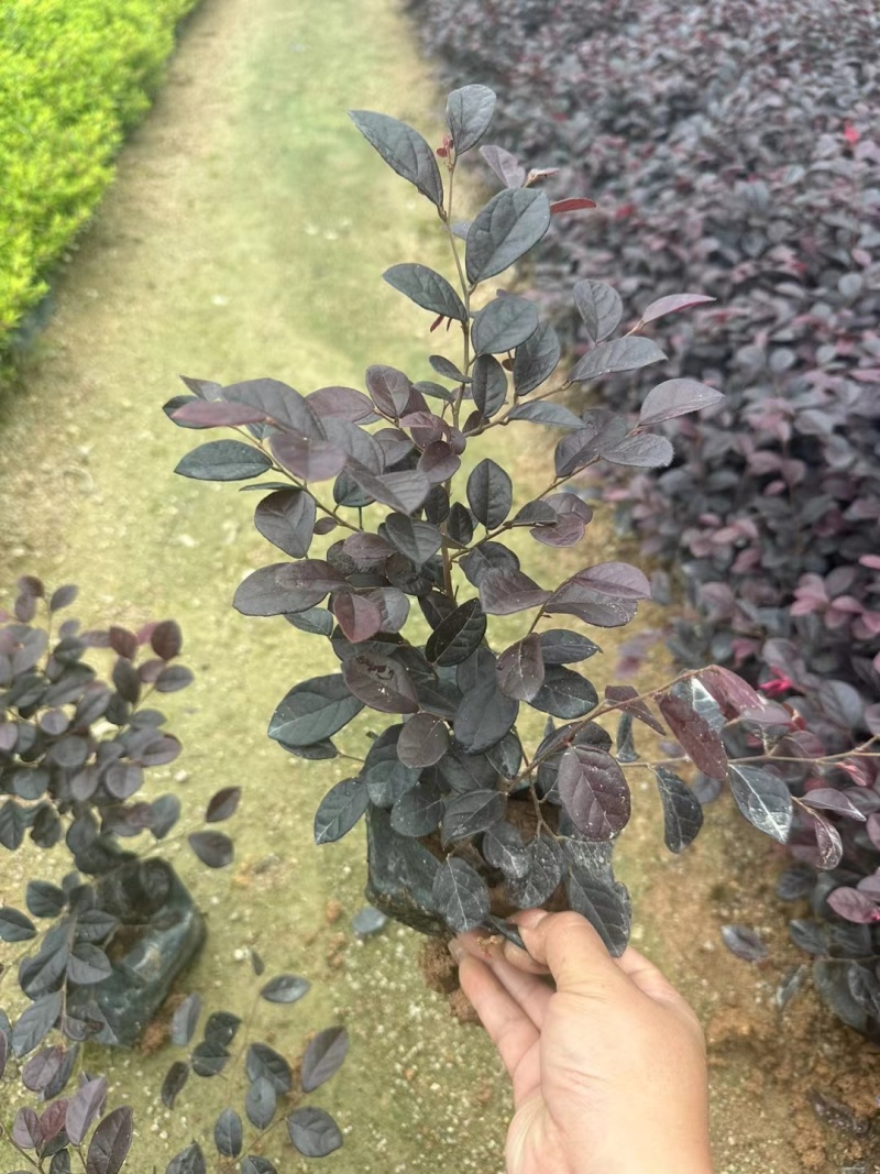 红花继木