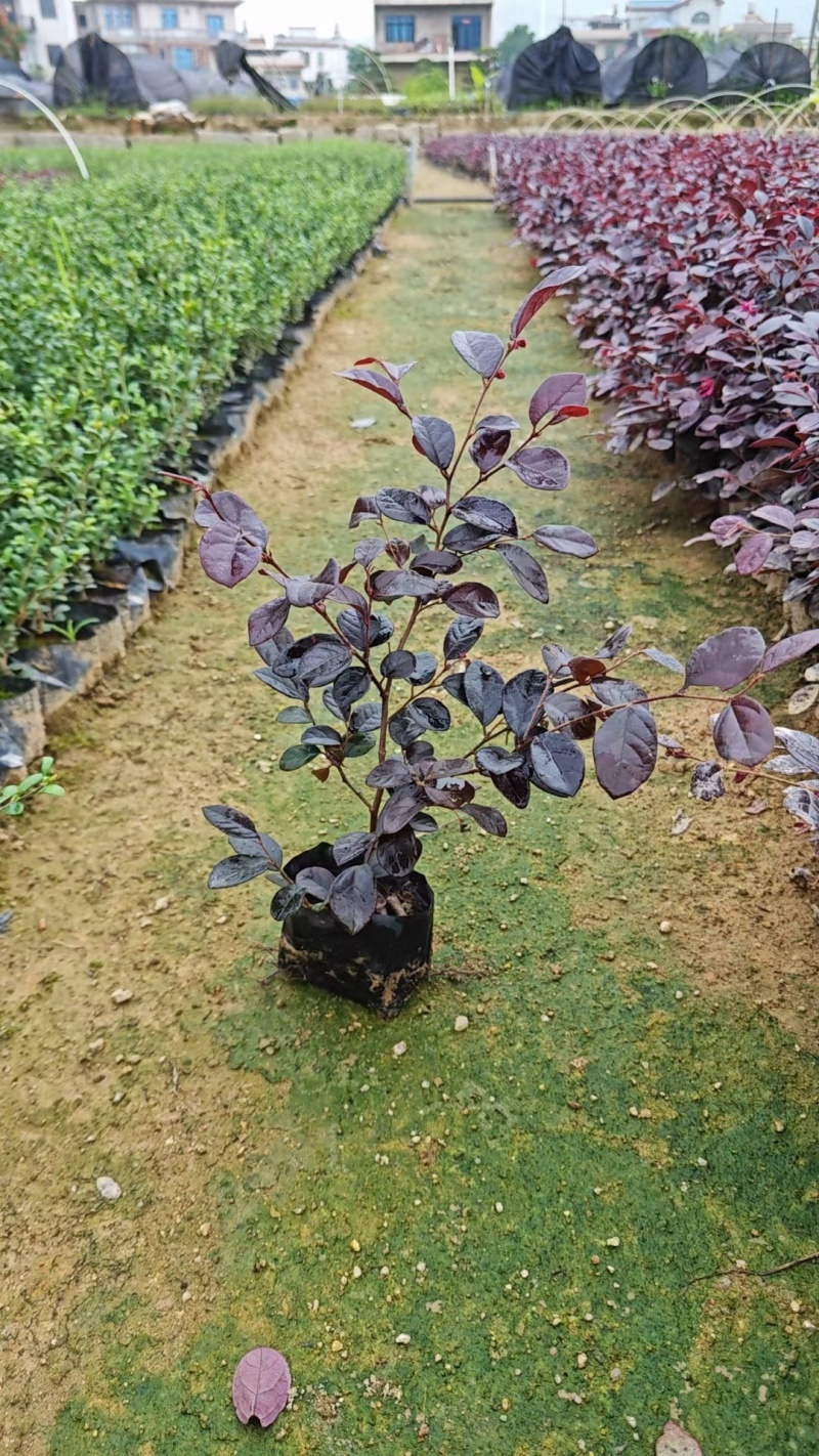 红花继木