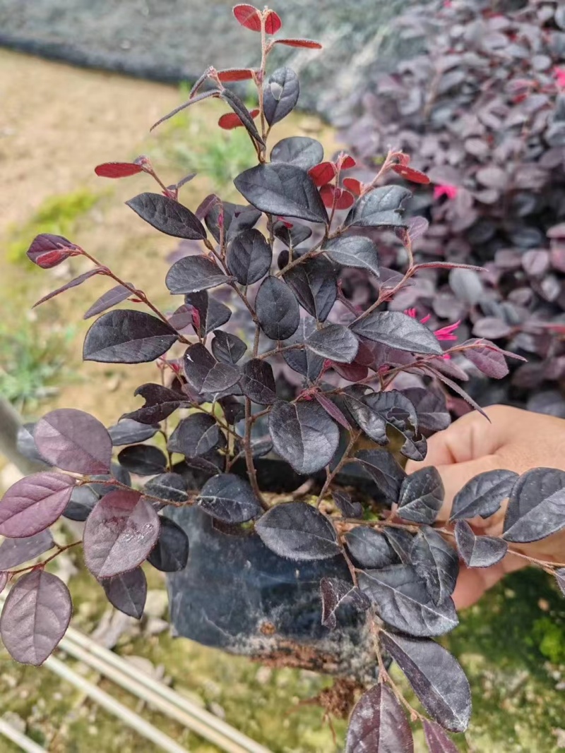 红花继木