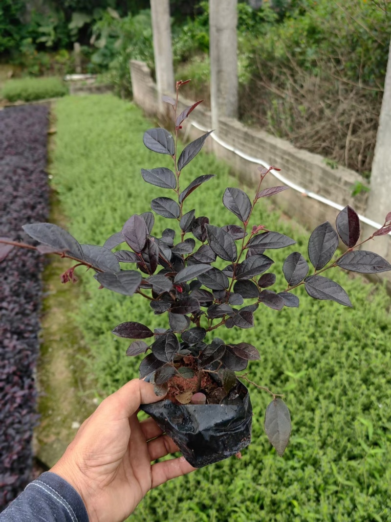 红花继木
