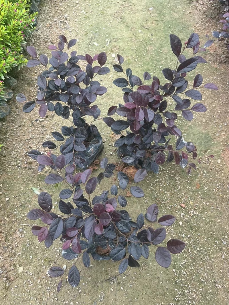 红花继木