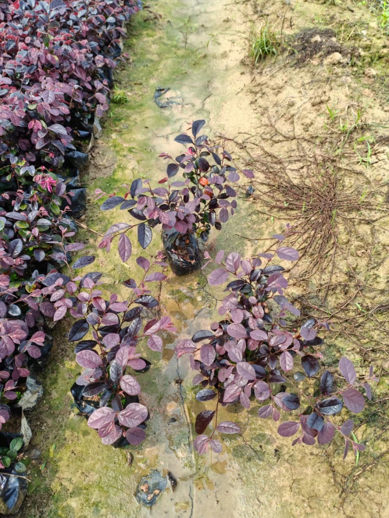 红花继木