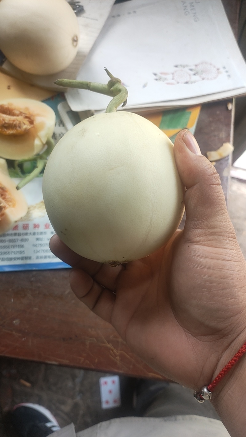 红玉甜瓜，小白瓜，河南省上蔡县万亩大棚基地直发全国，电商