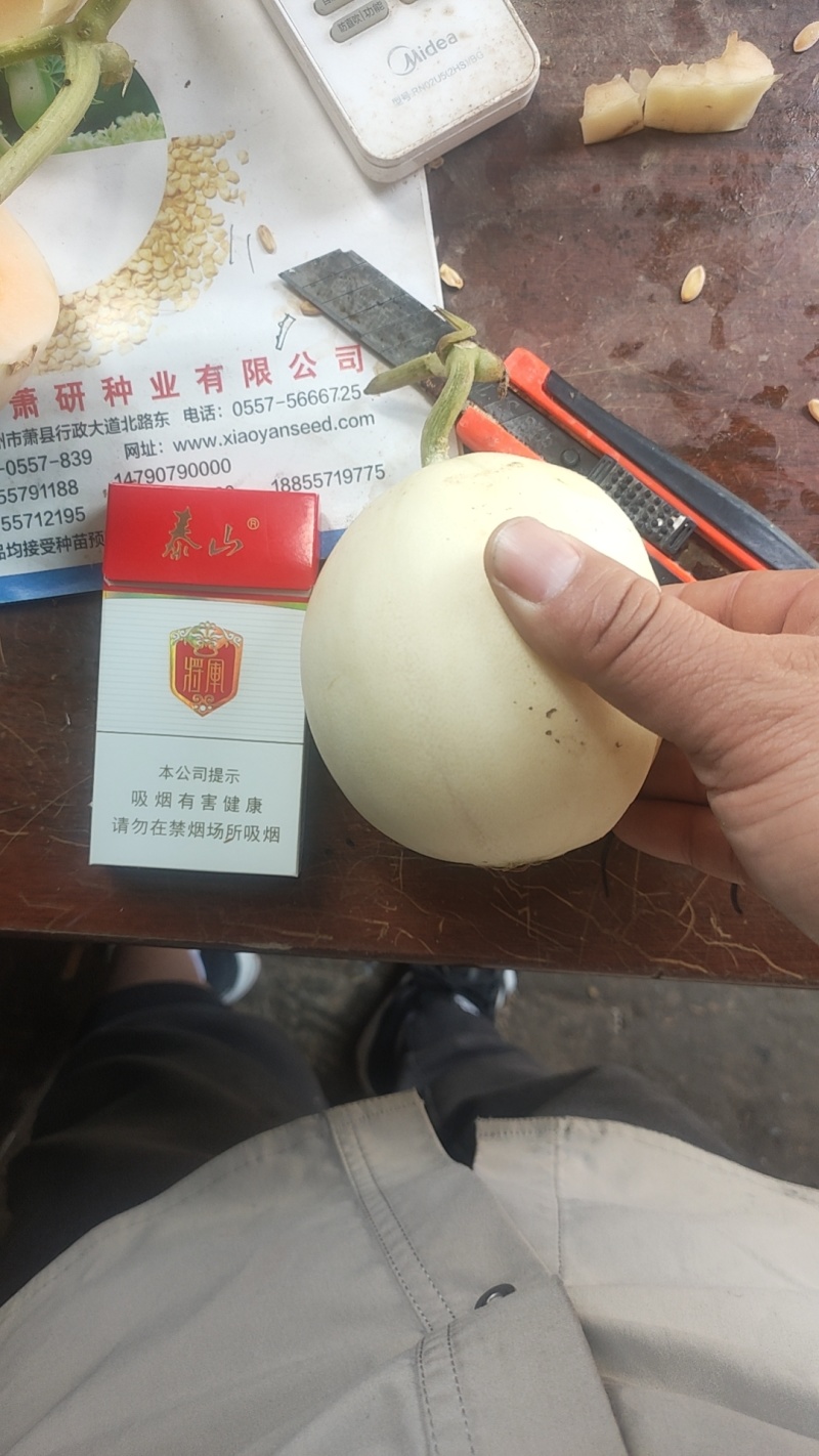 红玉甜瓜，小白瓜，河南省上蔡县万亩大棚基地直发全国，电商