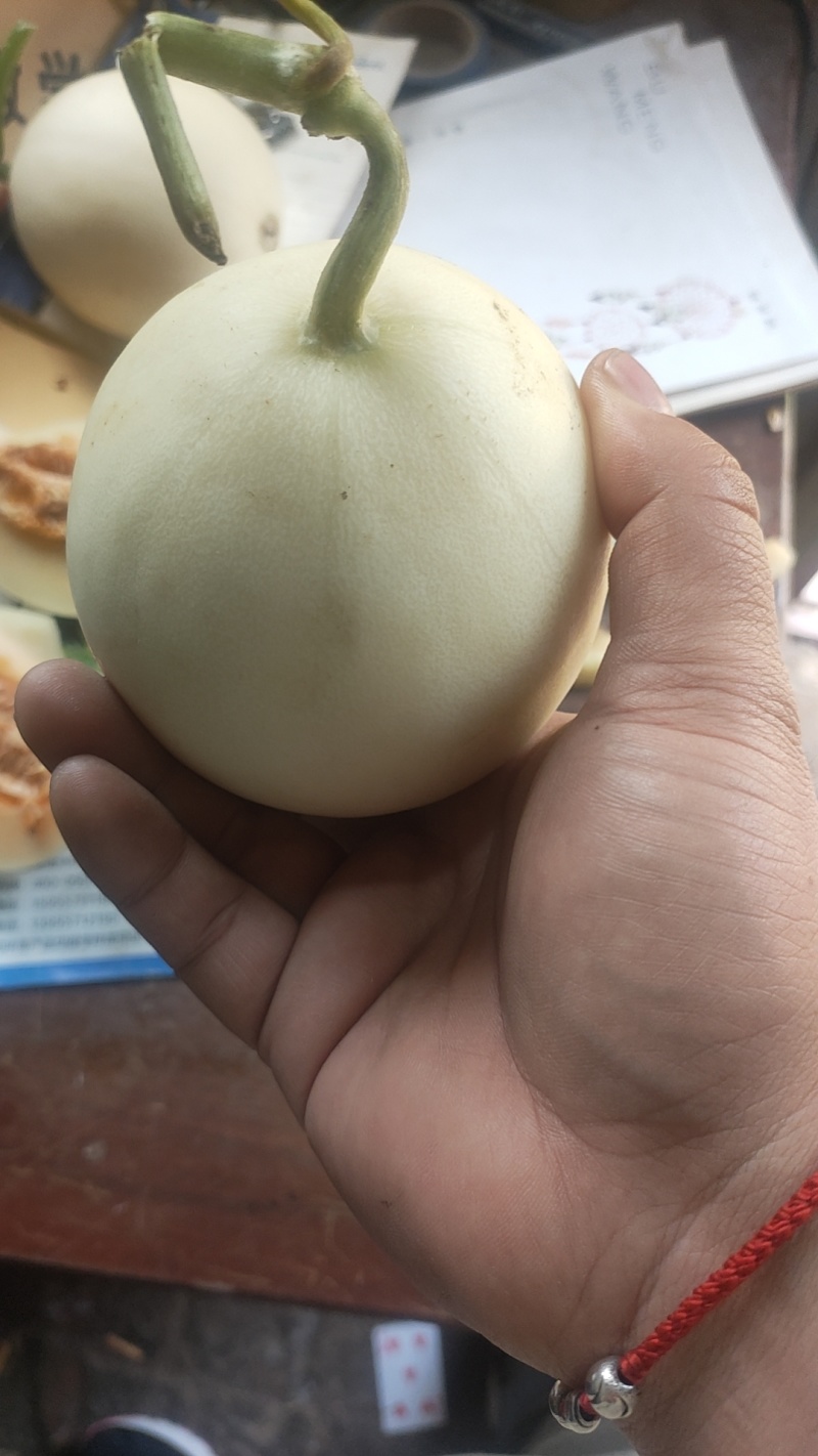 红玉甜瓜，小白瓜，河南省上蔡县万亩大棚基地直发全国，电商