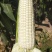 河南商丘永城精品白糯玉米,现采现发