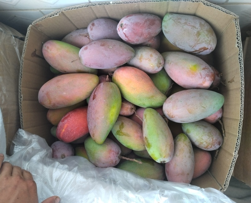 攀枝花红贵妃芒果皮薄肉厚对接全国市场批发商超电商