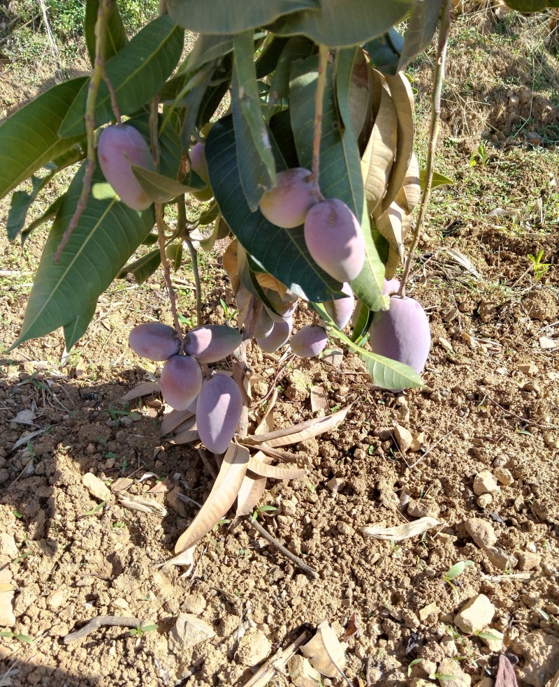 攀枝花红贵妃芒果皮薄肉厚对接全国市场批发商超电商