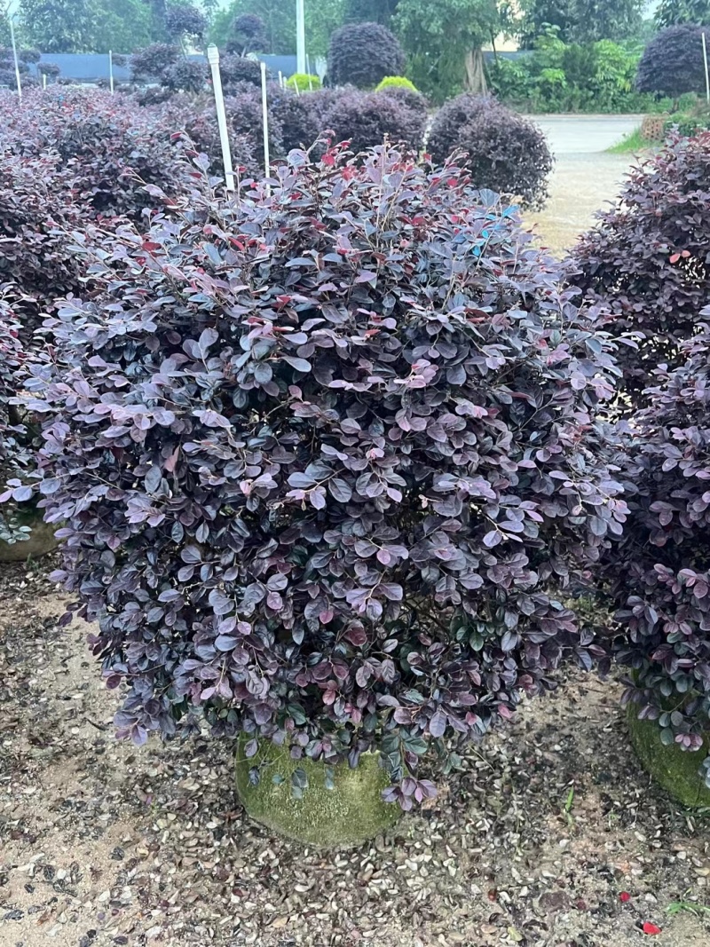 红花继木球