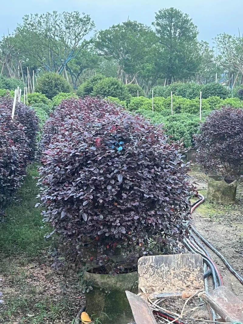 红花继木球