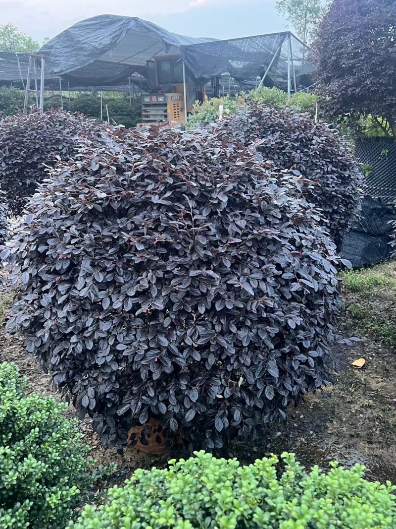 红花继木球