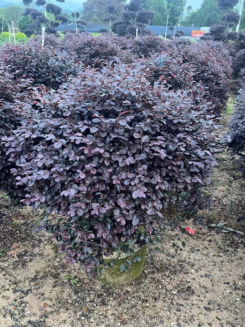 红花继木球