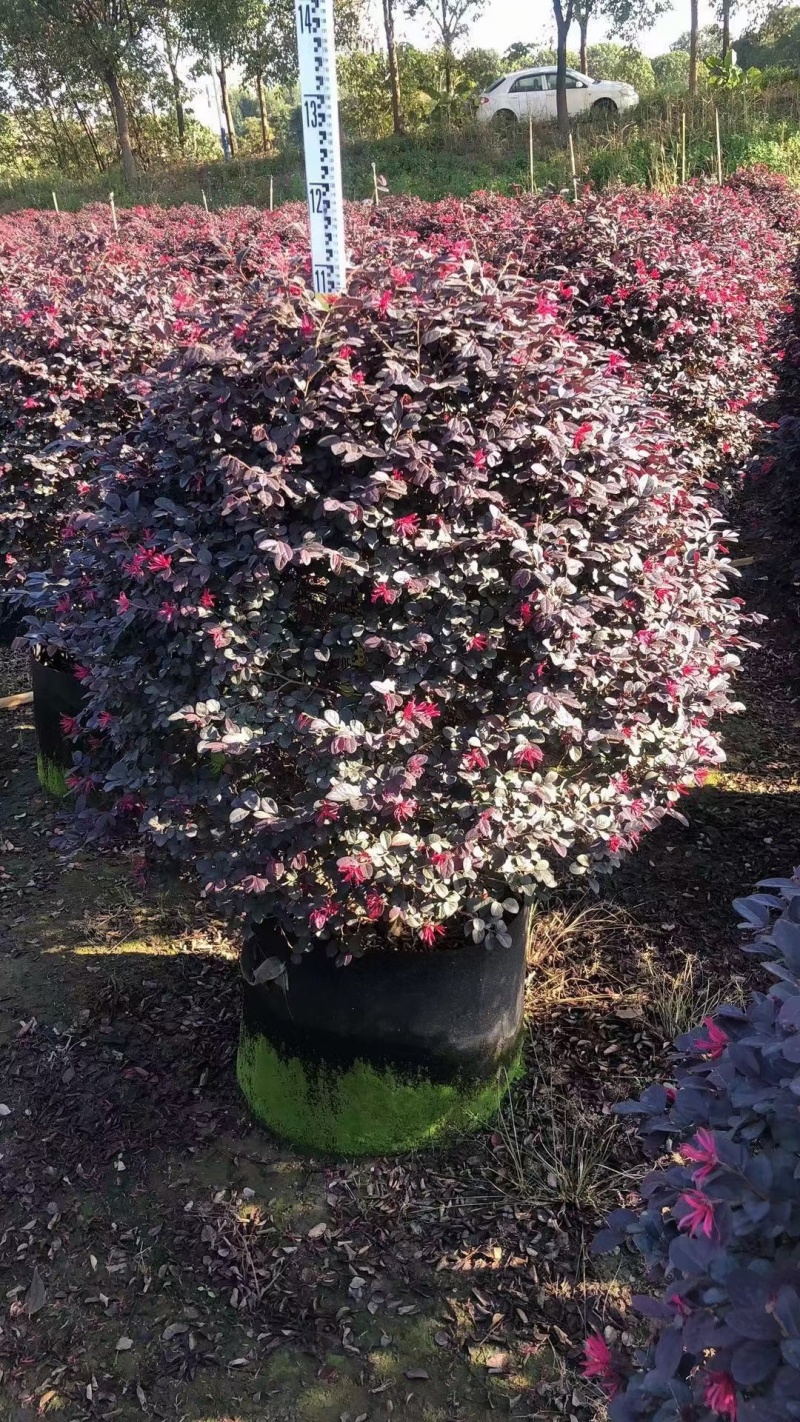 红花继木球