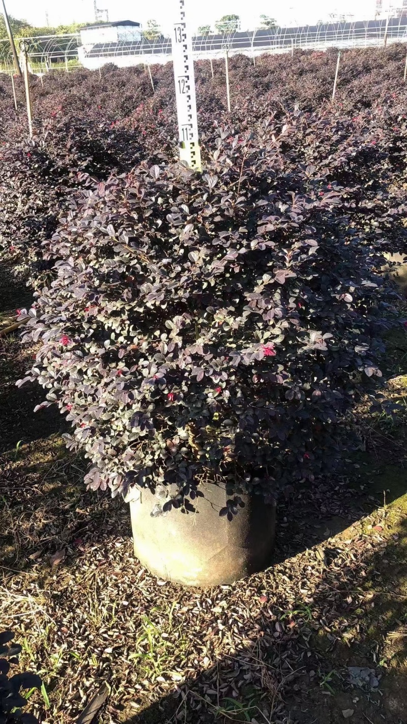 红花继木球