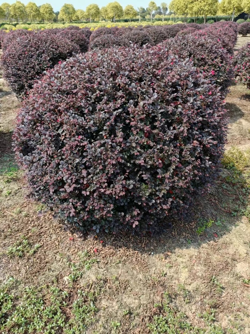 红花继木球