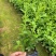 蓝雪花