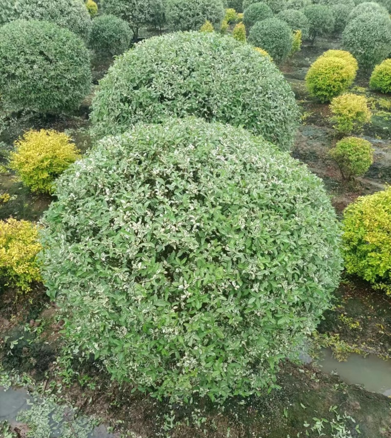 金姫小蜡球冠幅:1.2m、1.5m，球形饱满，品质保证。