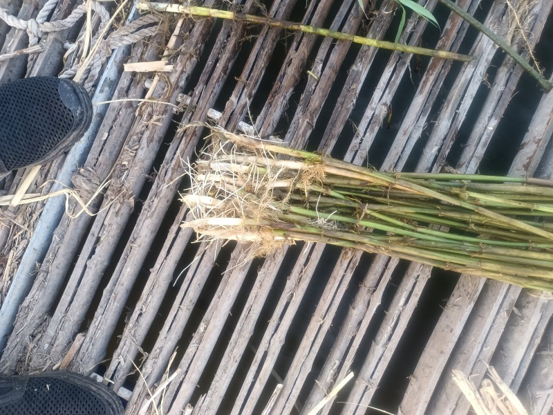 精品山东芦苇苗，大量生产基地产地直发，欢迎前来咨询