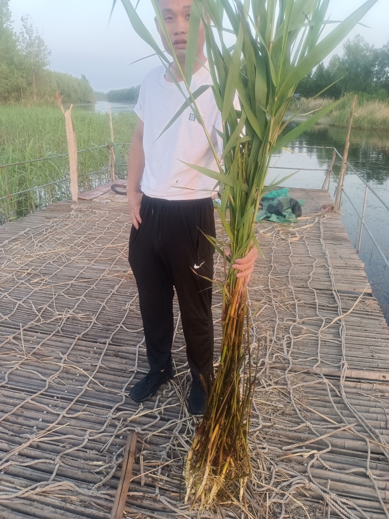 精品山东芦苇苗，大量生产基地产地直发，欢迎前来咨询