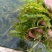 山东菹草芽孢，产地直发品质保证，发往全国，欢迎咨询
