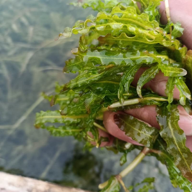 山东菹草芽孢，产地直发品质保证，发往全国，欢迎咨询