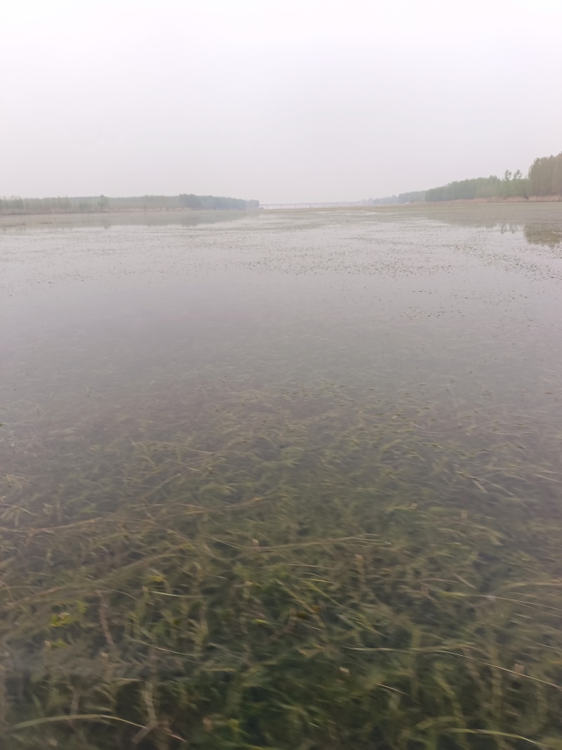山东菹草芽孢，产地直发品质保证，发往全国，欢迎咨询