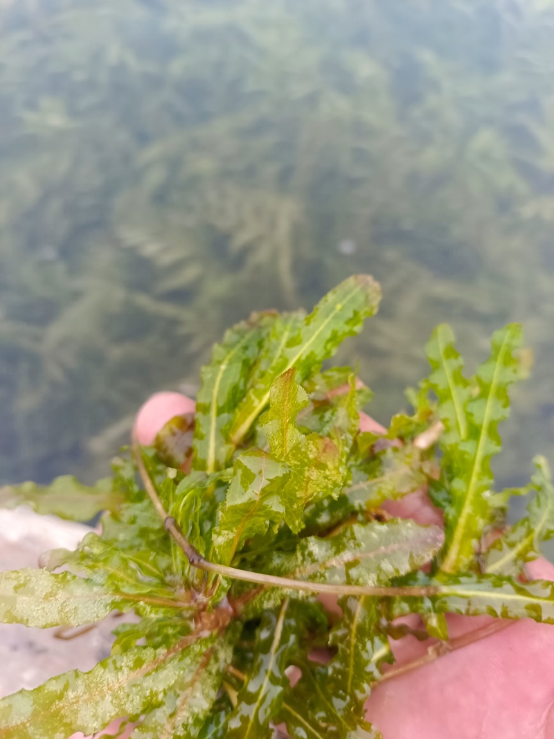山东菹草芽孢，产地直发品质保证，发往全国，欢迎咨询
