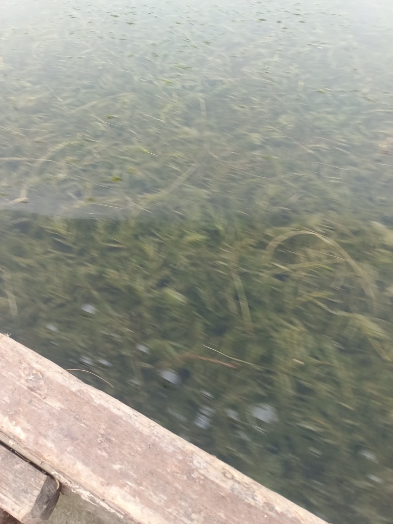 山东菹草芽孢，产地直发品质保证，发往全国，欢迎咨询