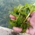山东菹草芽孢，产地直发品质保证，发往全国，欢迎咨询