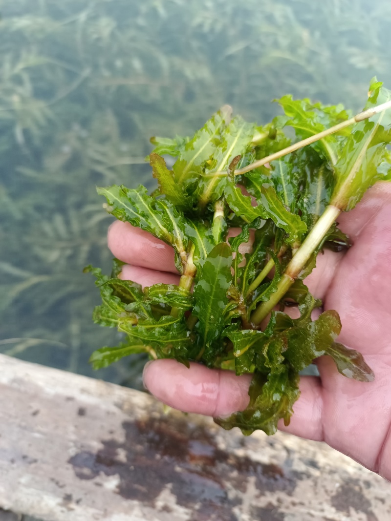 山东菹草芽孢，产地直发品质保证，发往全国，欢迎咨询