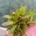 山东菹草芽孢，产地直发品质保证，发往全国，欢迎咨询