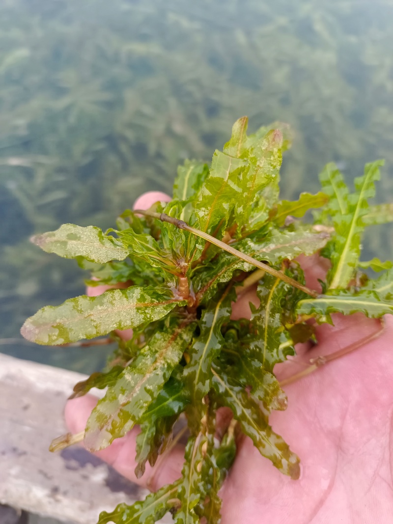 山东菹草芽孢，产地直发品质保证，发往全国，欢迎咨询
