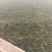 山东菹草芽孢，产地直发品质保证，发往全国，欢迎咨询