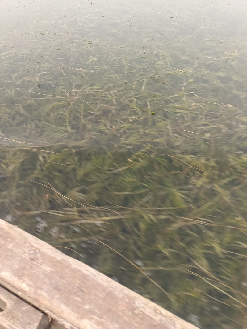 山东菹草芽孢，产地直发品质保证，发往全国，欢迎咨询