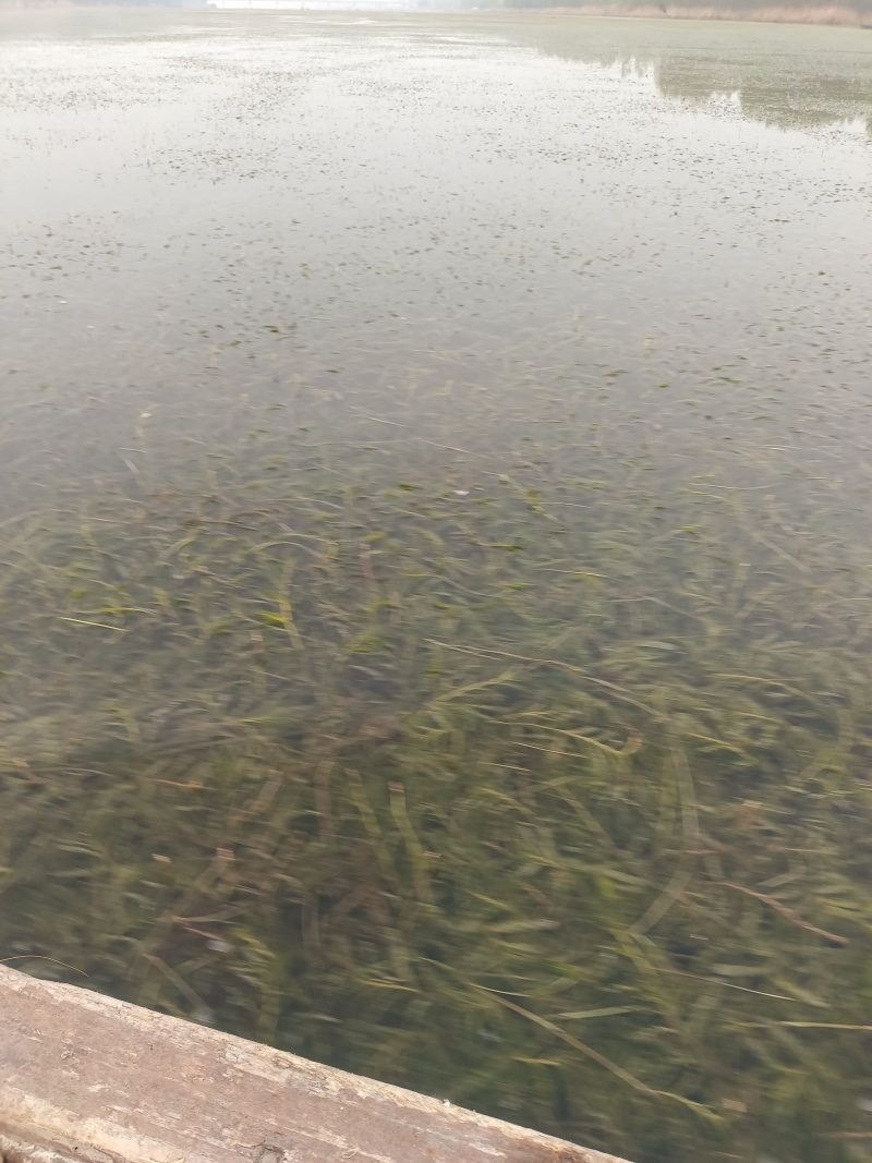 山东菹草芽孢，产地直发品质保证，发往全国，欢迎咨询