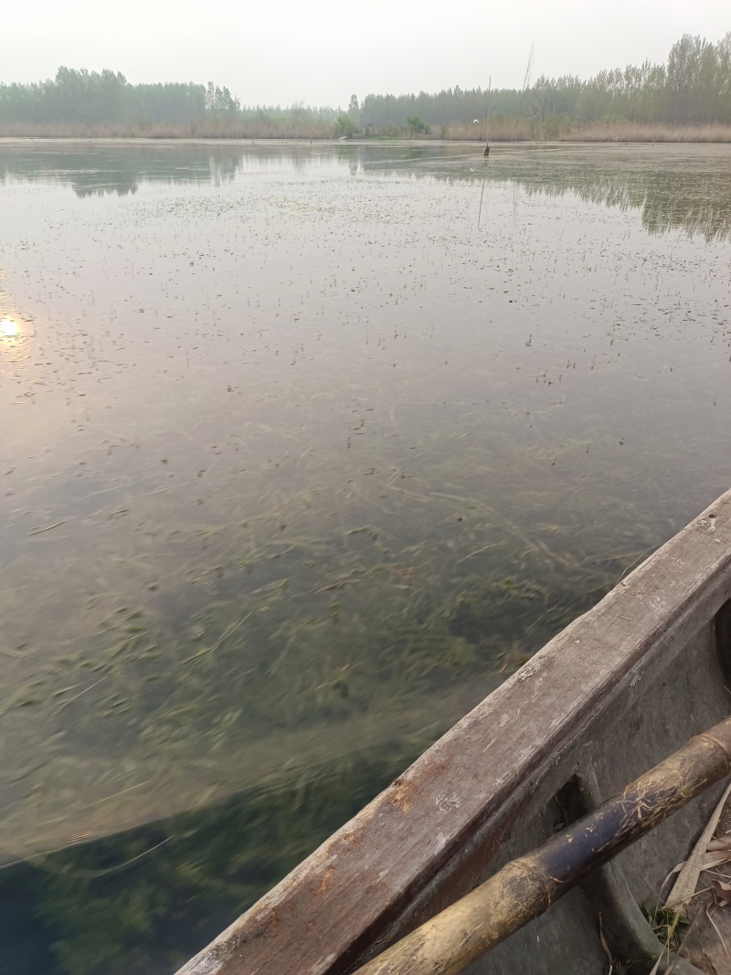 山东菹草芽孢，产地直发品质保证，发往全国，欢迎咨询