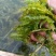 山东菹草芽孢，产地直发品质保证，发往全国，欢迎咨询